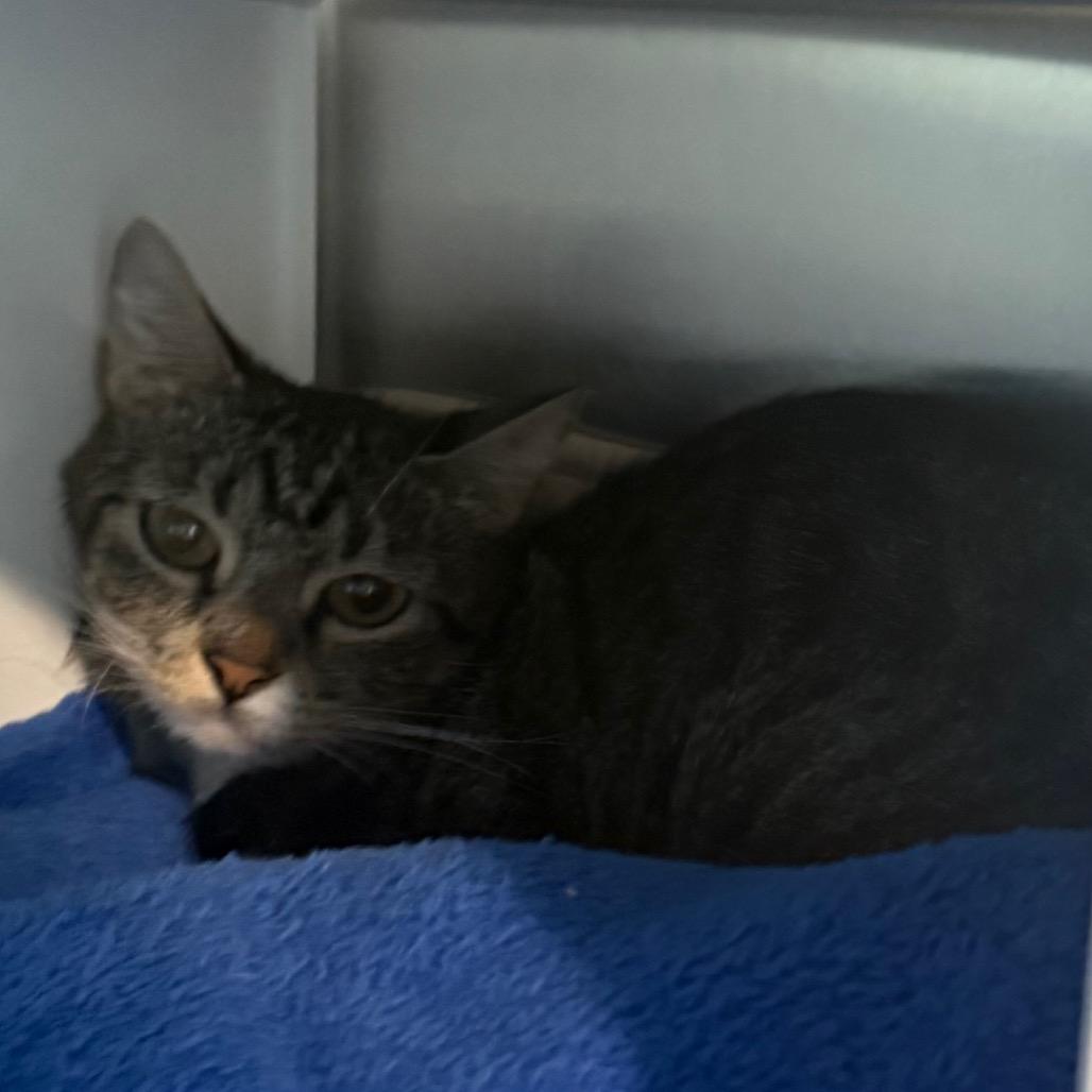 Mabel, Adoptable, Young Female Domestic Short Hair.