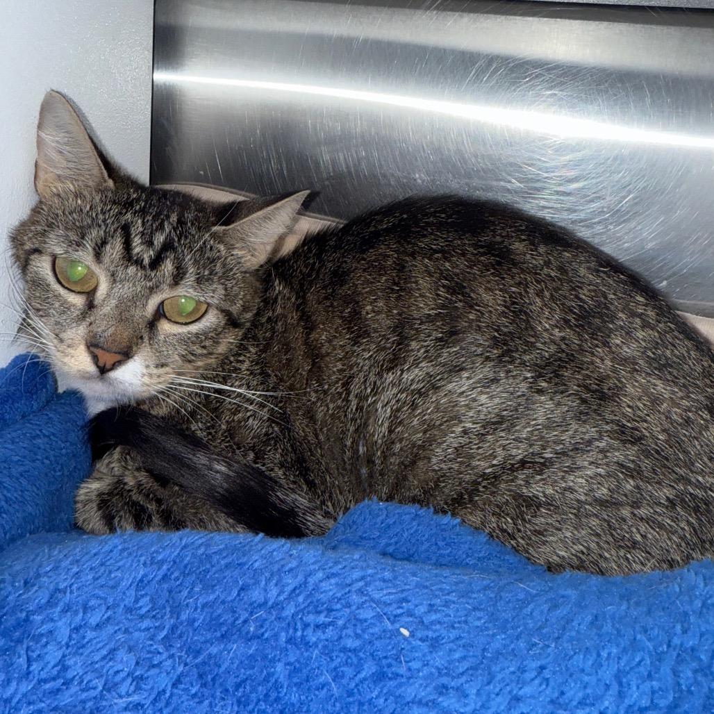 Mabel, a Adoptable Domestic Short Hair in Cedaredge, CO image 2/2