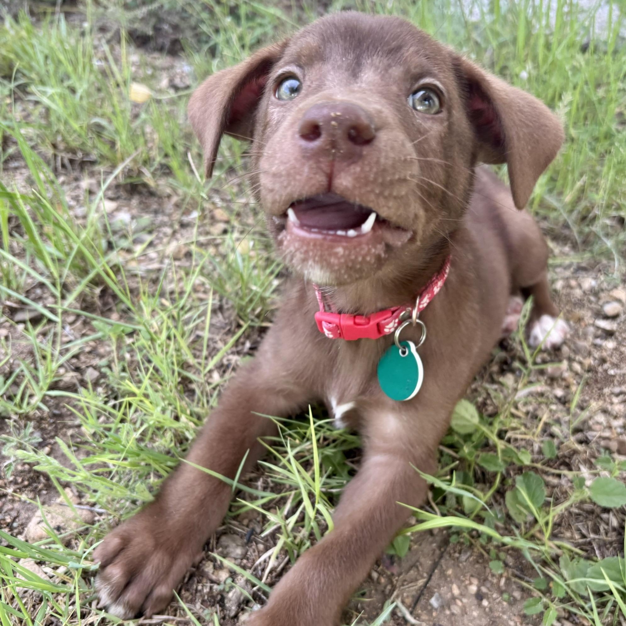 Enlarge Gregg, a ADOPTABLE mixed breed in Marfa, TX image 6/6