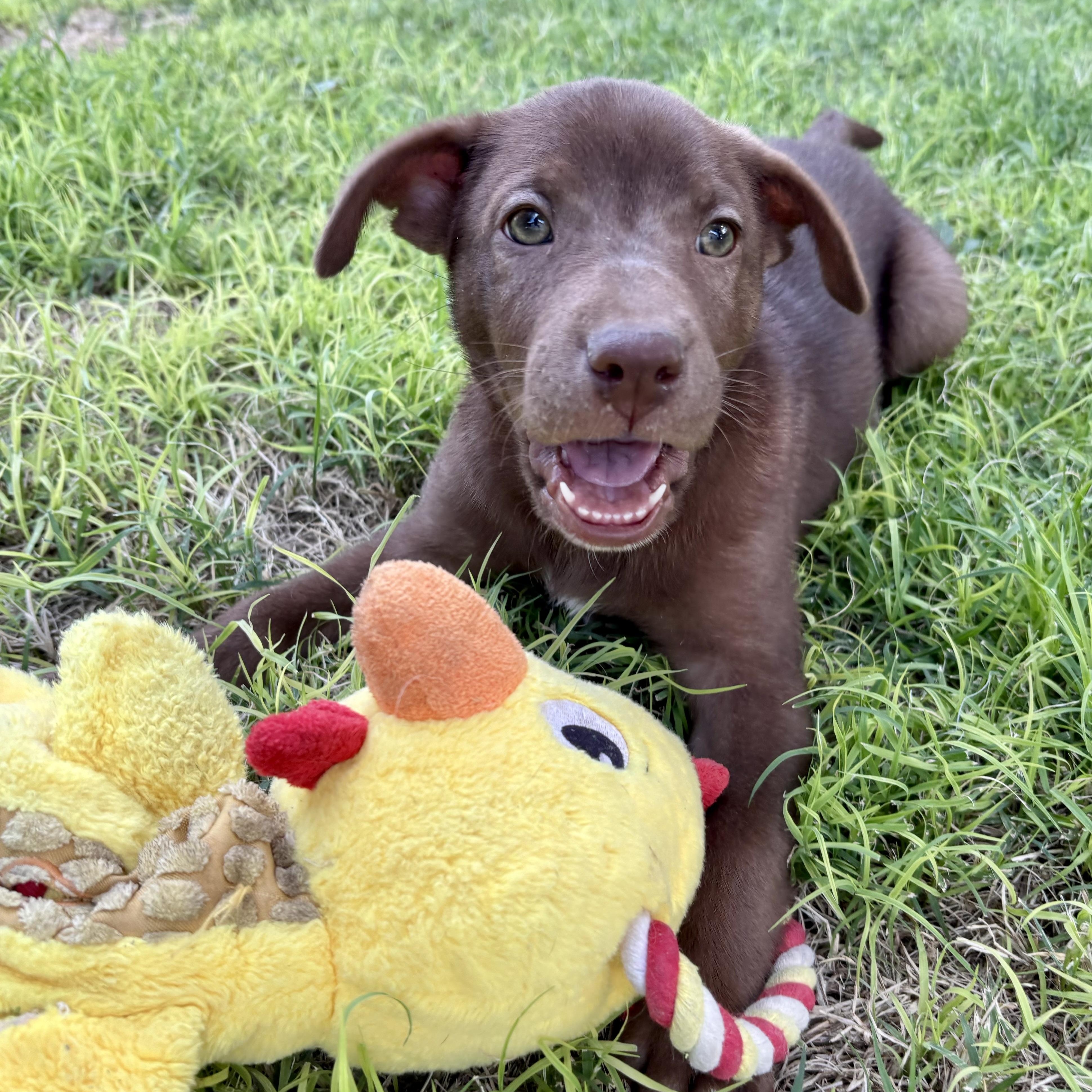 Enlarge Gregg, a ADOPTABLE mixed breed in Marfa, TX image 2/6