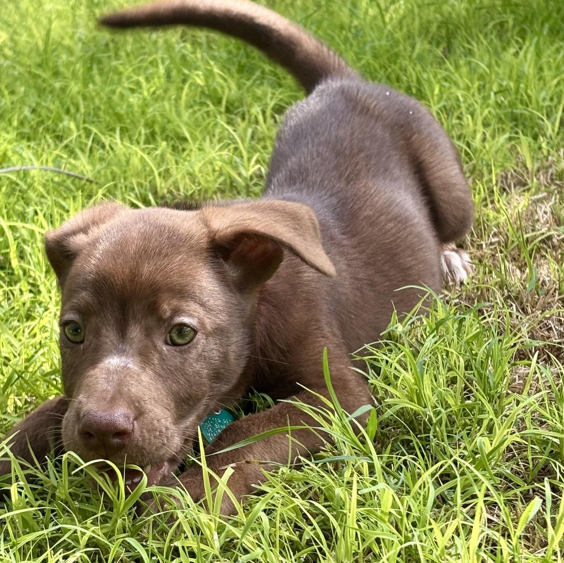 Enlarge Gregg, a ADOPTABLE mixed breed in Marfa, TX image 4/6