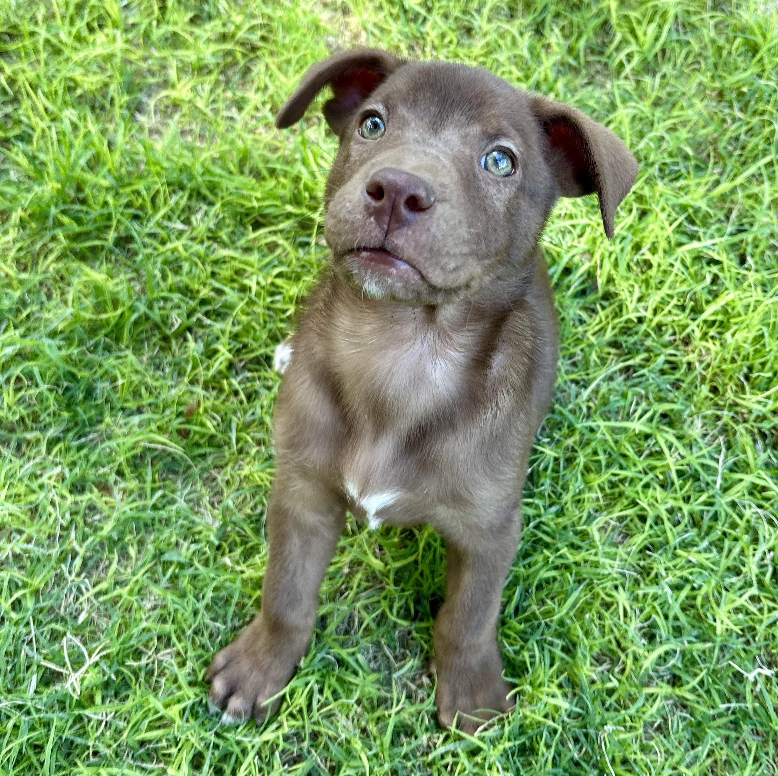 Enlarge Gregg, a ADOPTABLE mixed breed in Marfa, TX image 1/6