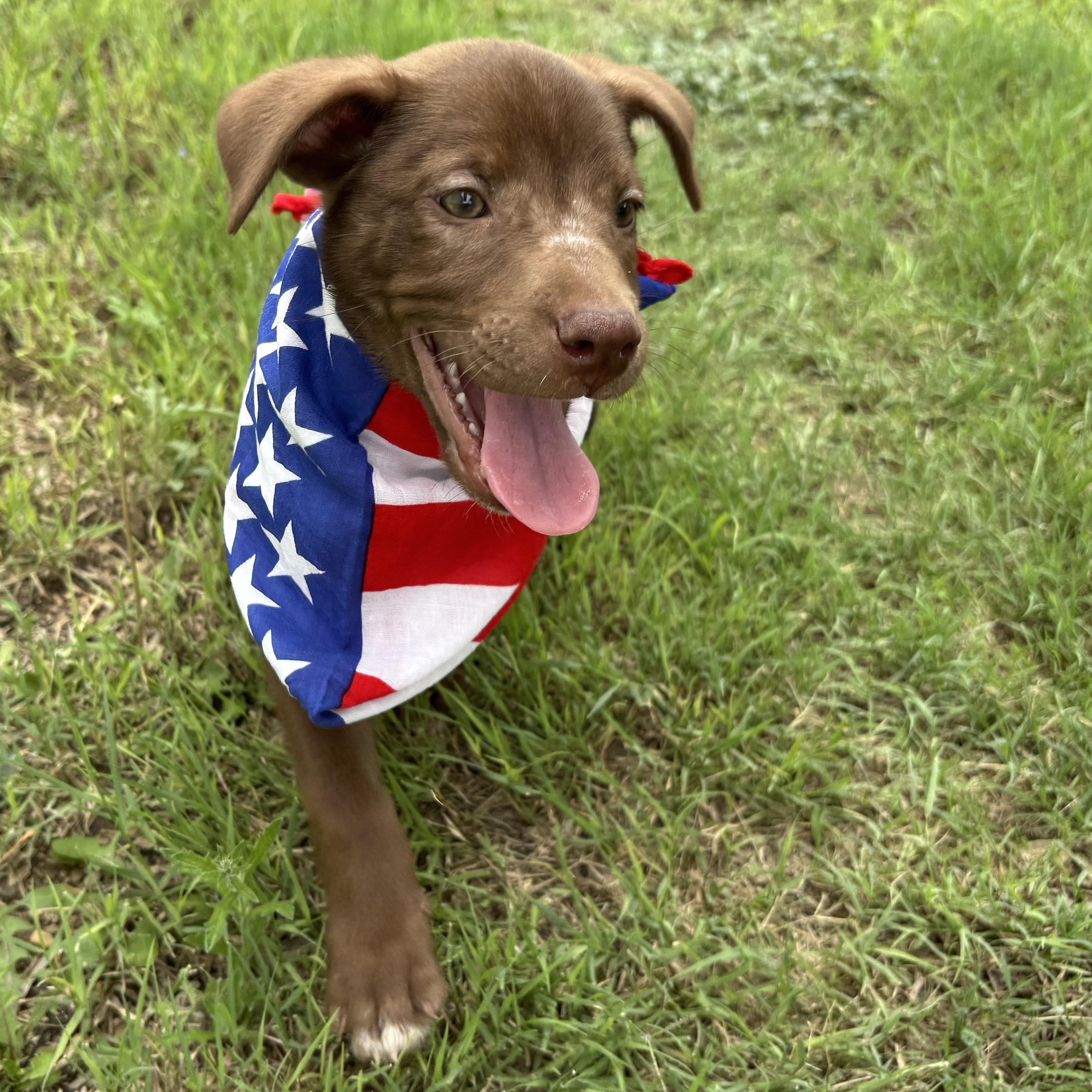 Enlarge Gregg, a ADOPTABLE mixed breed in Marfa, TX image 5/6