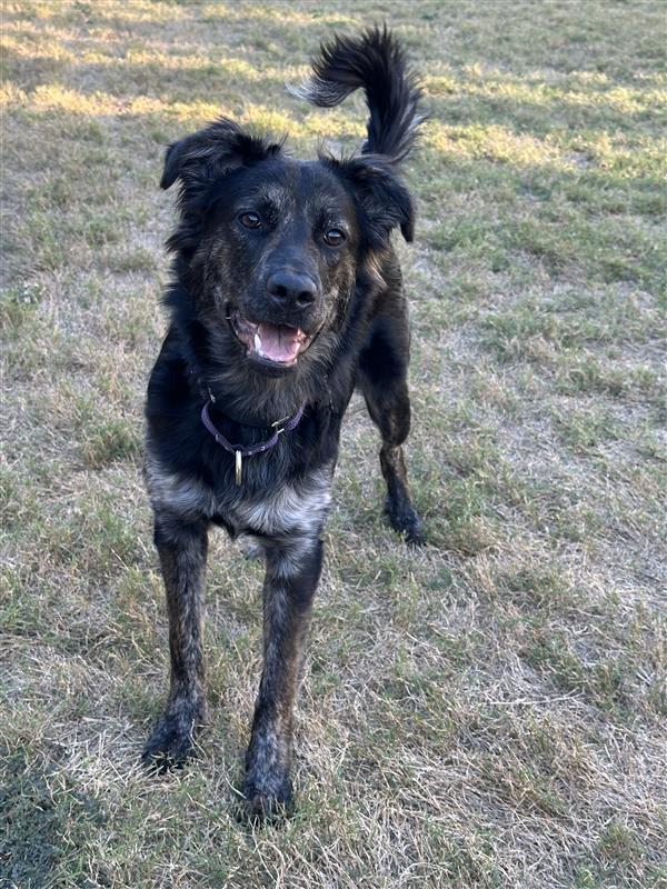 Agatha All-a LongLegs, adopted, Young Female Great Pyrenees & German Shepherd Dog.