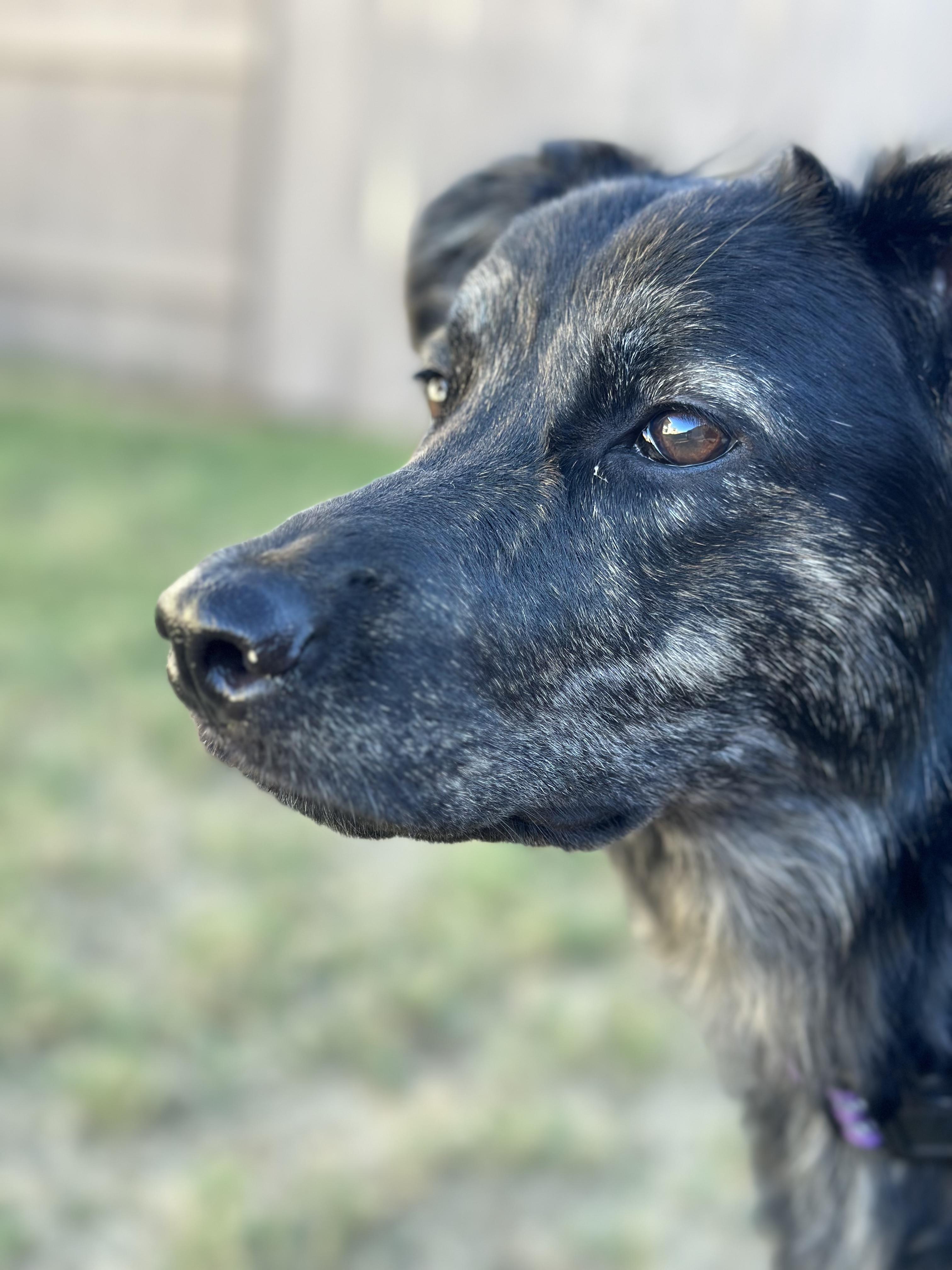 Enlarge Agatha All-a LongLegs, an adopted mixed breed in Austin, TX image 2/6
