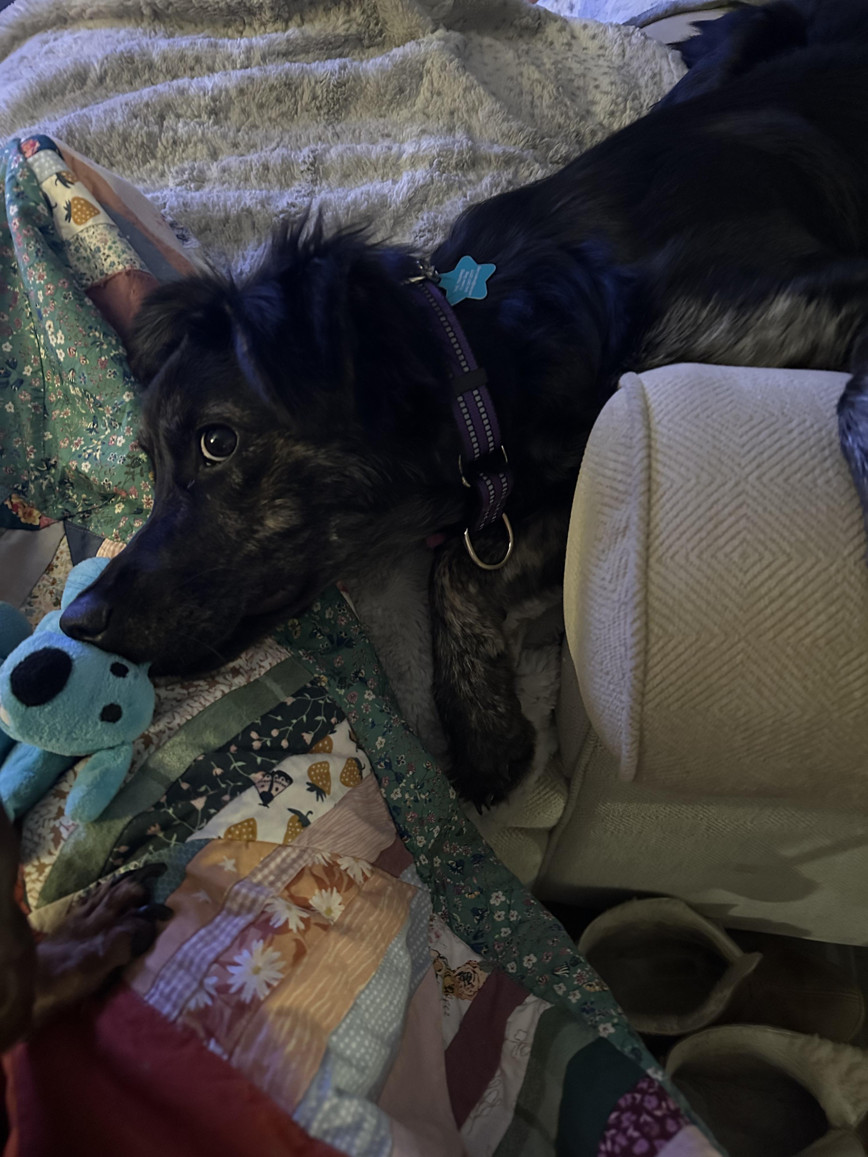 Enlarge Agatha All-a LongLegs, an adopted mixed breed in Austin, TX image 3/6