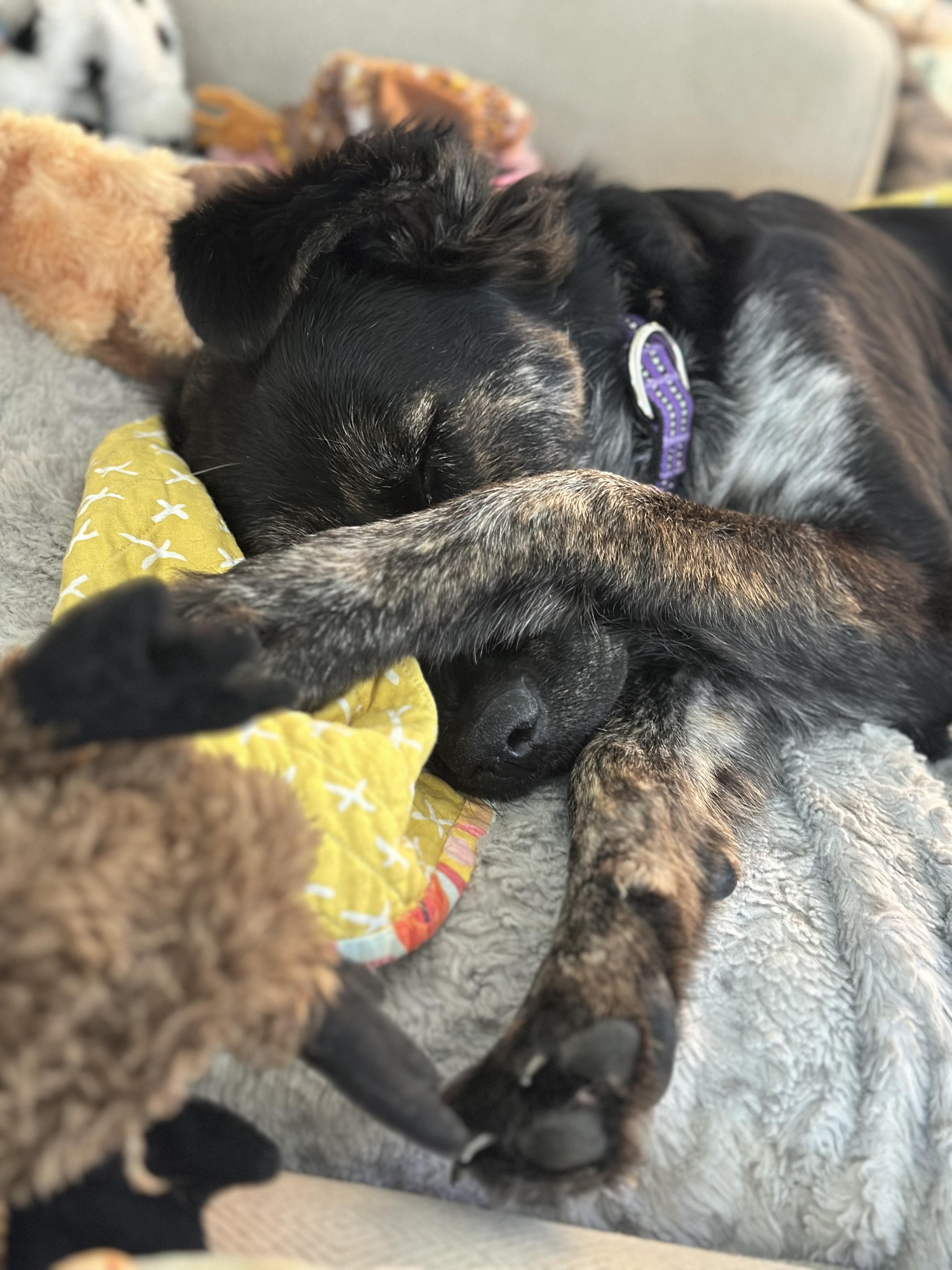 Enlarge Agatha All-a LongLegs, an adopted mixed breed in Austin, TX image 4/6