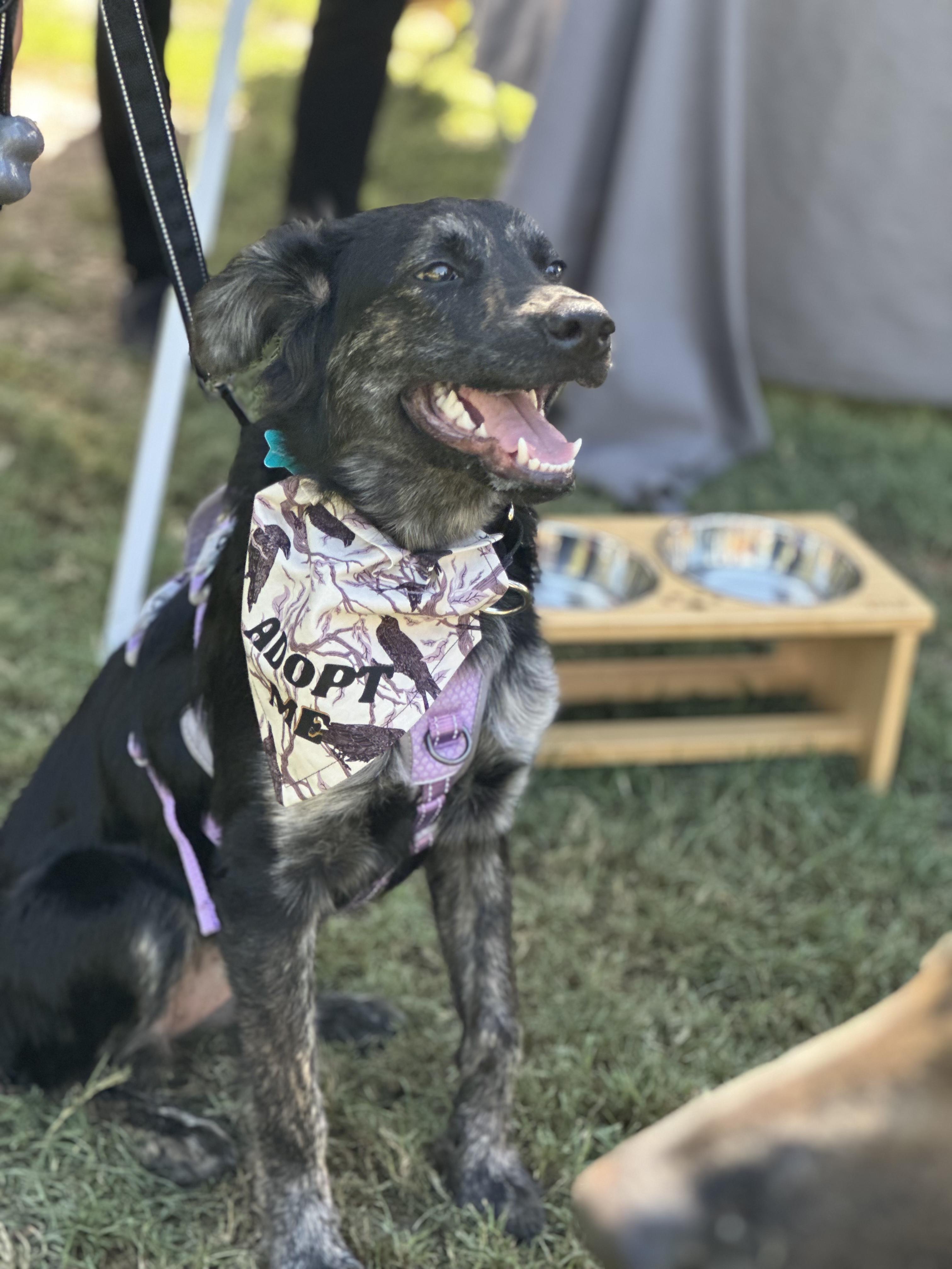 Enlarge Agatha All-a LongLegs, an adopted mixed breed in Austin, TX image 5/6