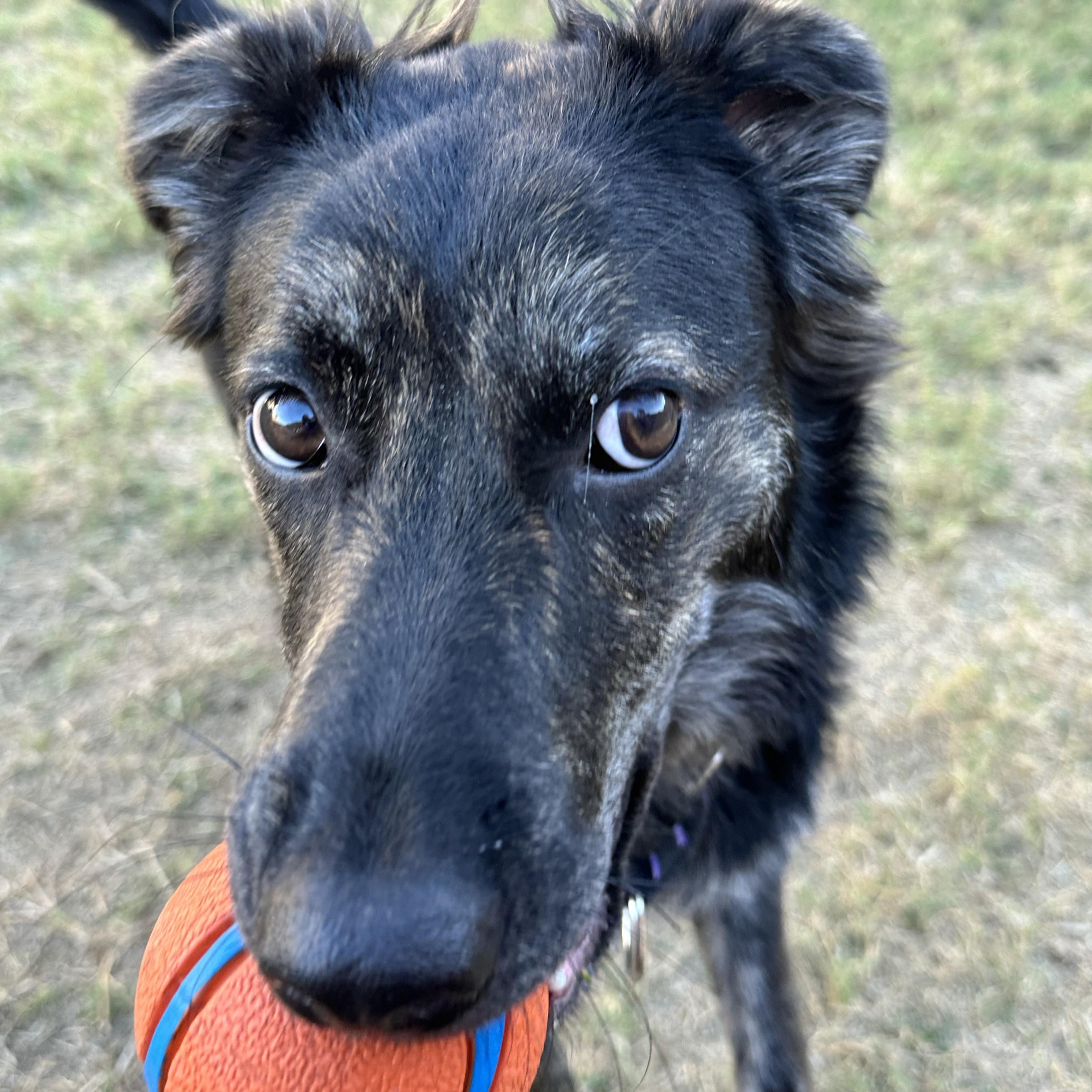 Enlarge Agatha All-a LongLegs, an adopted mixed breed in Austin, TX image 6/6