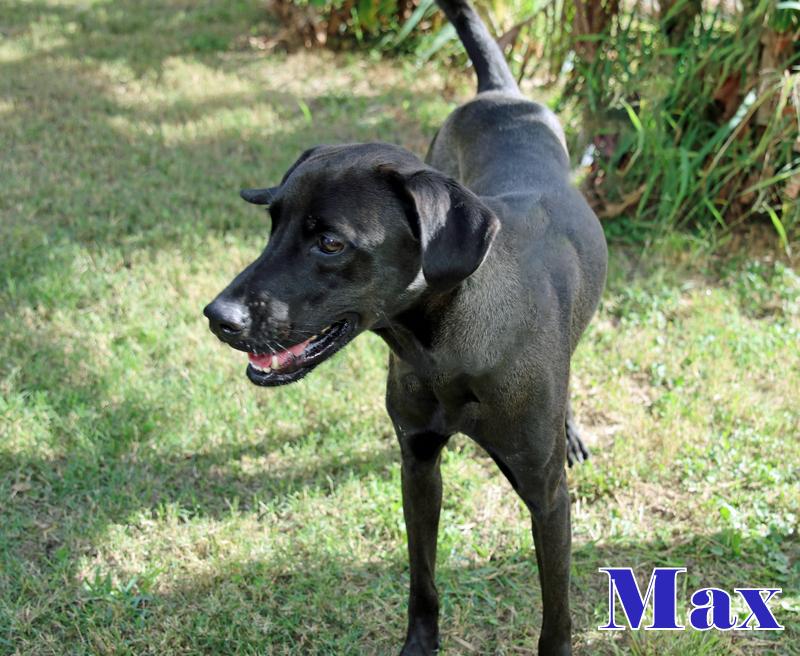 Enlarge MAX, a ADOPTABLE mixed breed in Humble, TX image 5/5