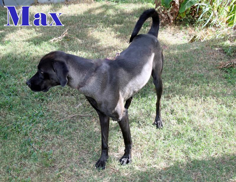 Enlarge MAX, a ADOPTABLE mixed breed in Humble, TX image 2/5