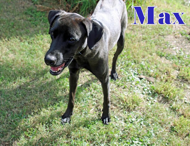 Enlarge MAX, a ADOPTABLE mixed breed in Humble, TX image 3/5