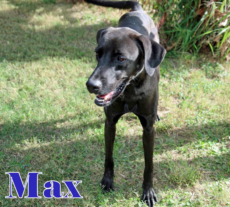 Enlarge MAX, a ADOPTABLE mixed breed in Humble, TX image 1/5