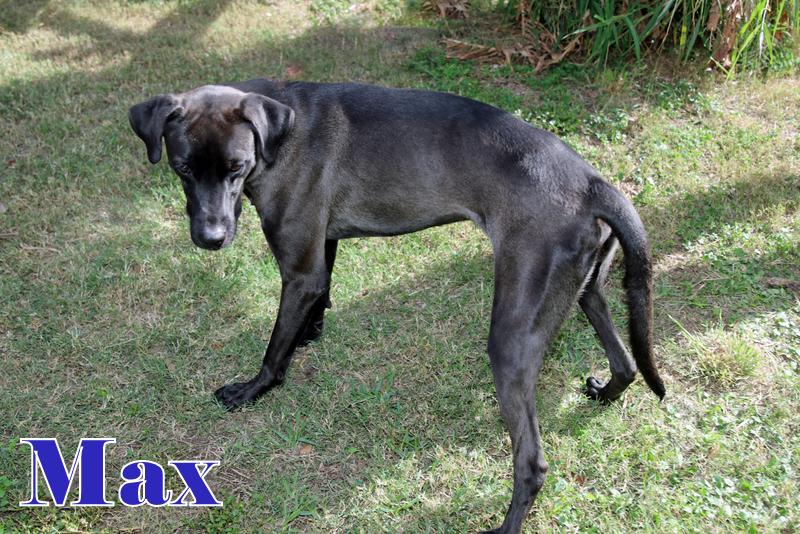 Enlarge MAX, a ADOPTABLE mixed breed in Humble, TX image 4/5