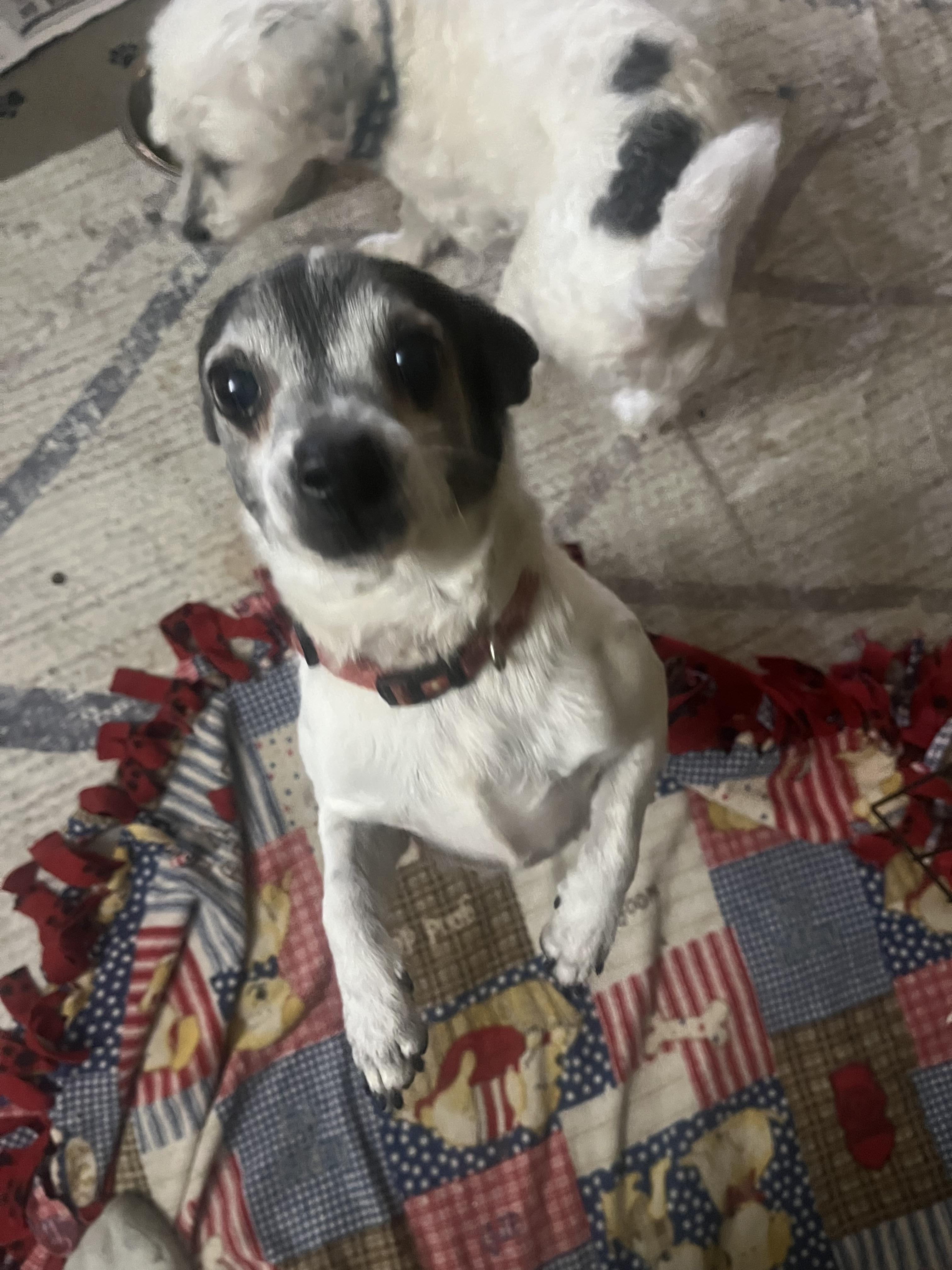 Enlarge Junior, a Adoptable mixed breed in Tonopah, AZ image 2/4