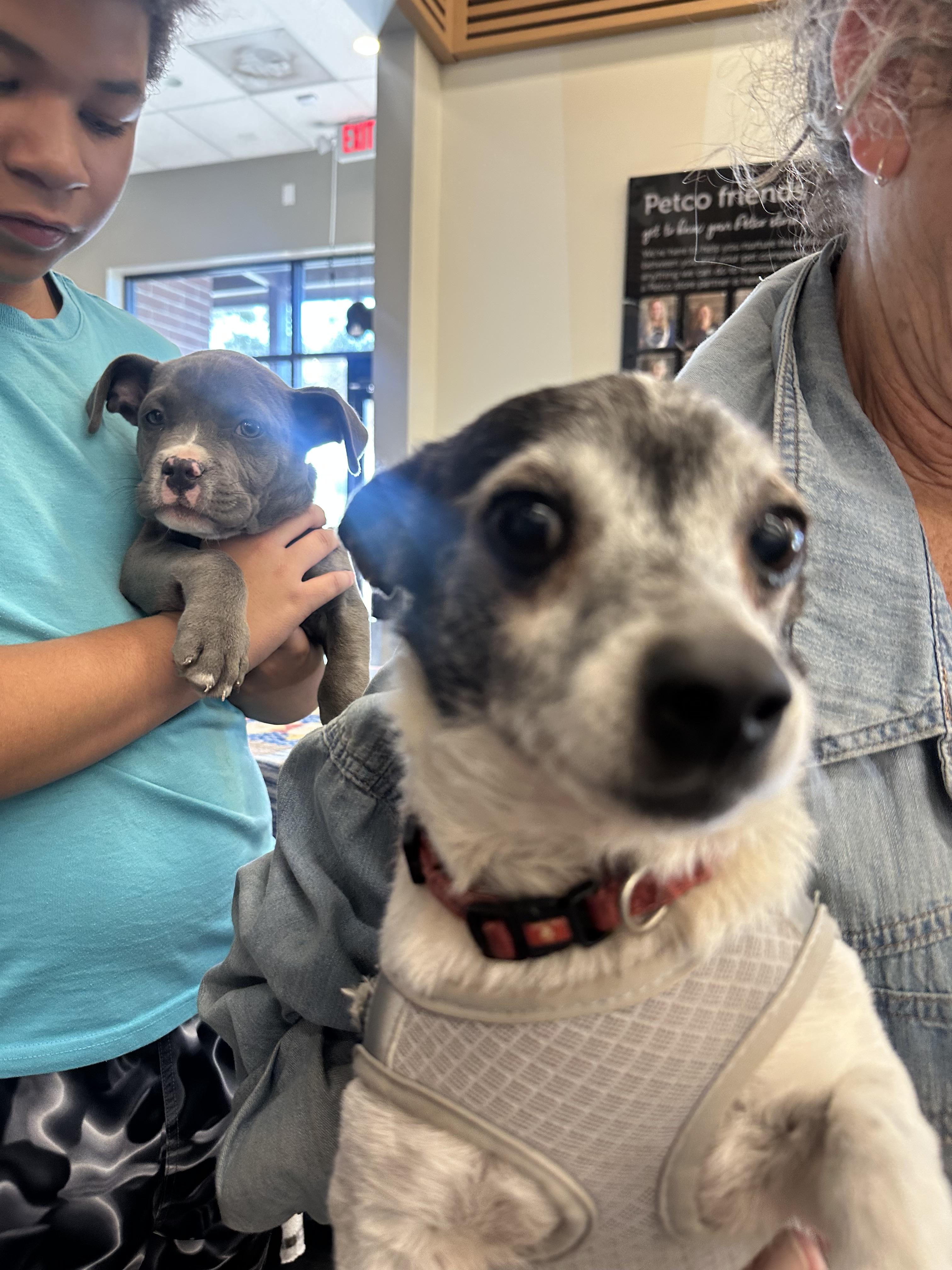 Enlarge Junior, a Adoptable mixed breed in Tonopah, AZ image 3/4