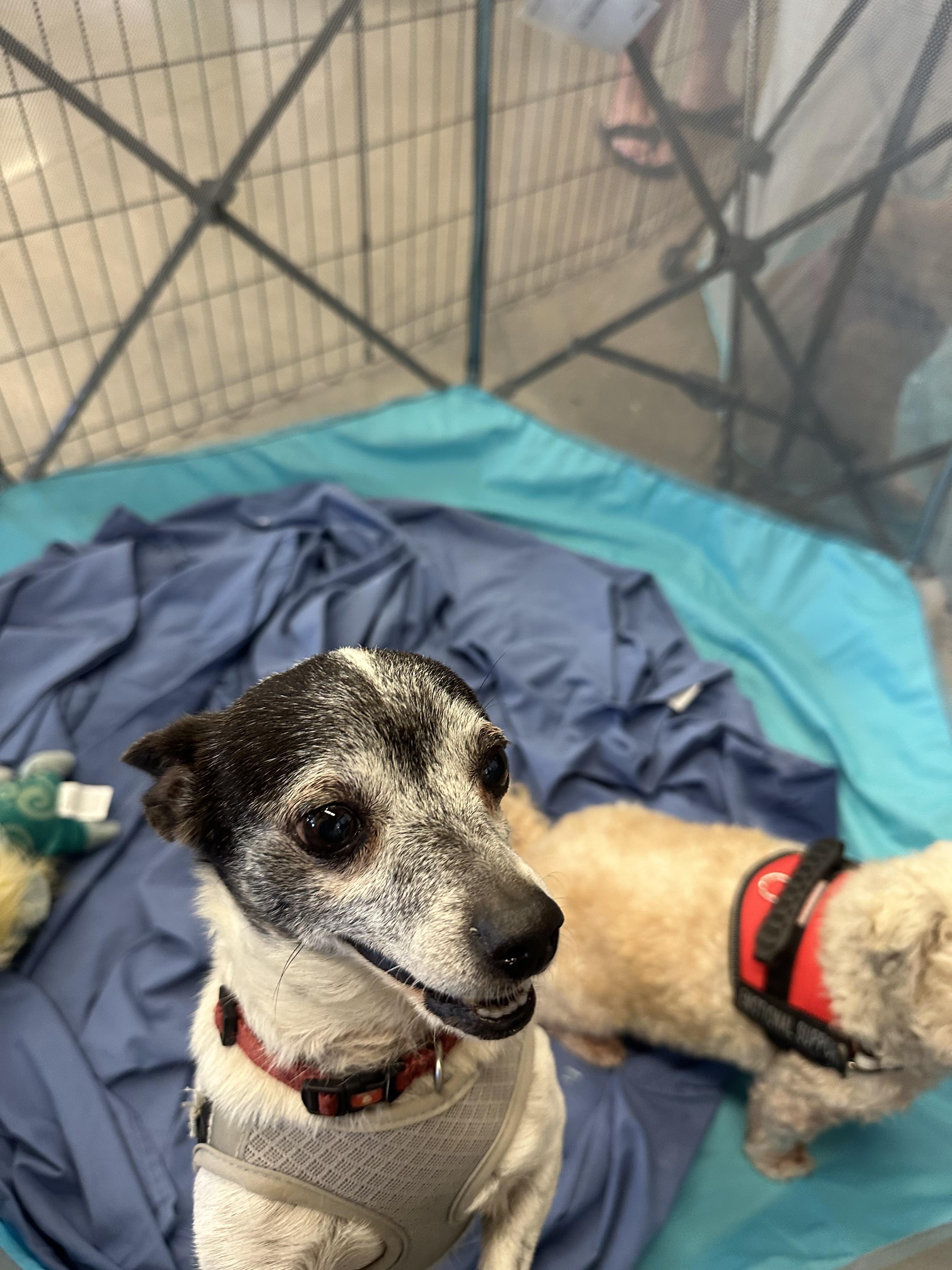 Enlarge Junior, a Adoptable mixed breed in Tonopah, AZ image 4/4