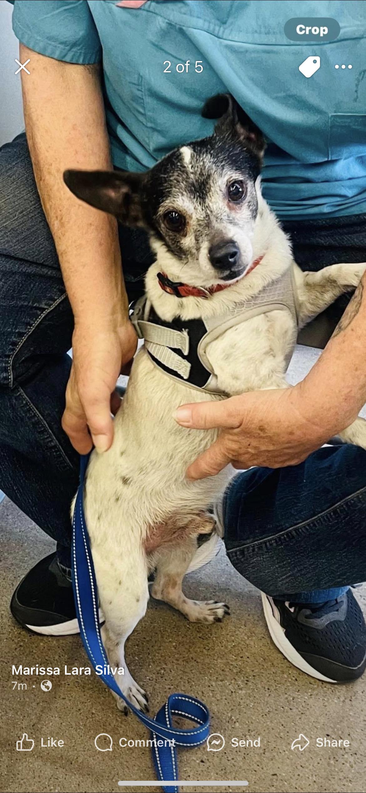 Junior, Adoptable, Adult Male Jack Russell Terrier & Chihuahua.