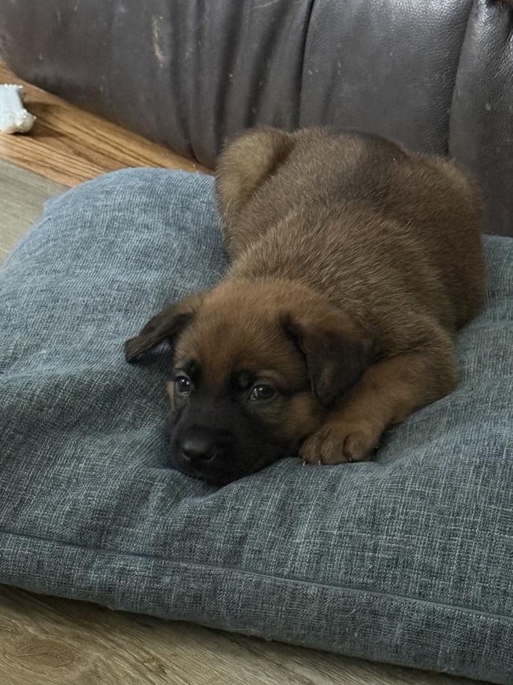 Mork, Adoptable, Puppy Male Mixed Breed.