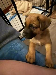 Mork, a Adoptable mixed breed in Amherst, NY image 2/3