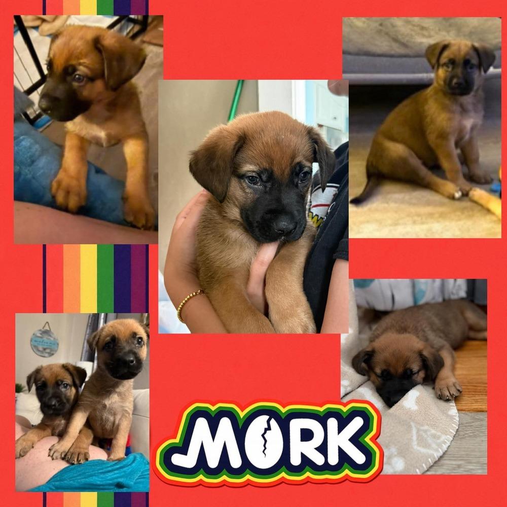 Mork, a Adoptable mixed breed in Amherst, NY image 3/3