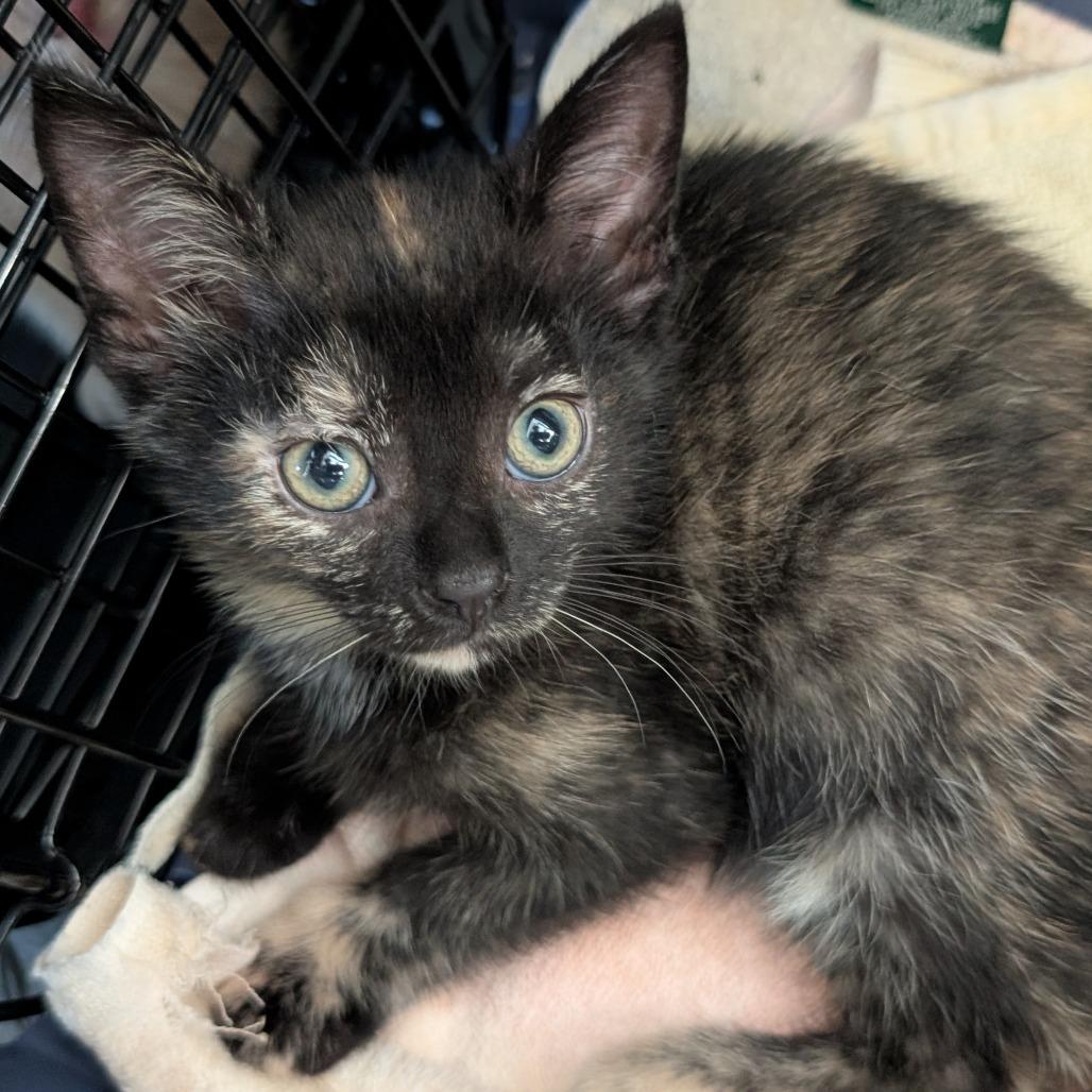 Catalina, Adoptable, Kitten Female Domestic Short Hair.