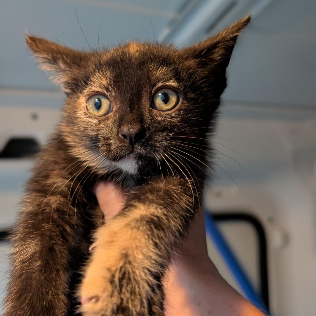 Enlarge Catalina, a Adoptable Domestic Short Hair in Asheville, NC image 2/2