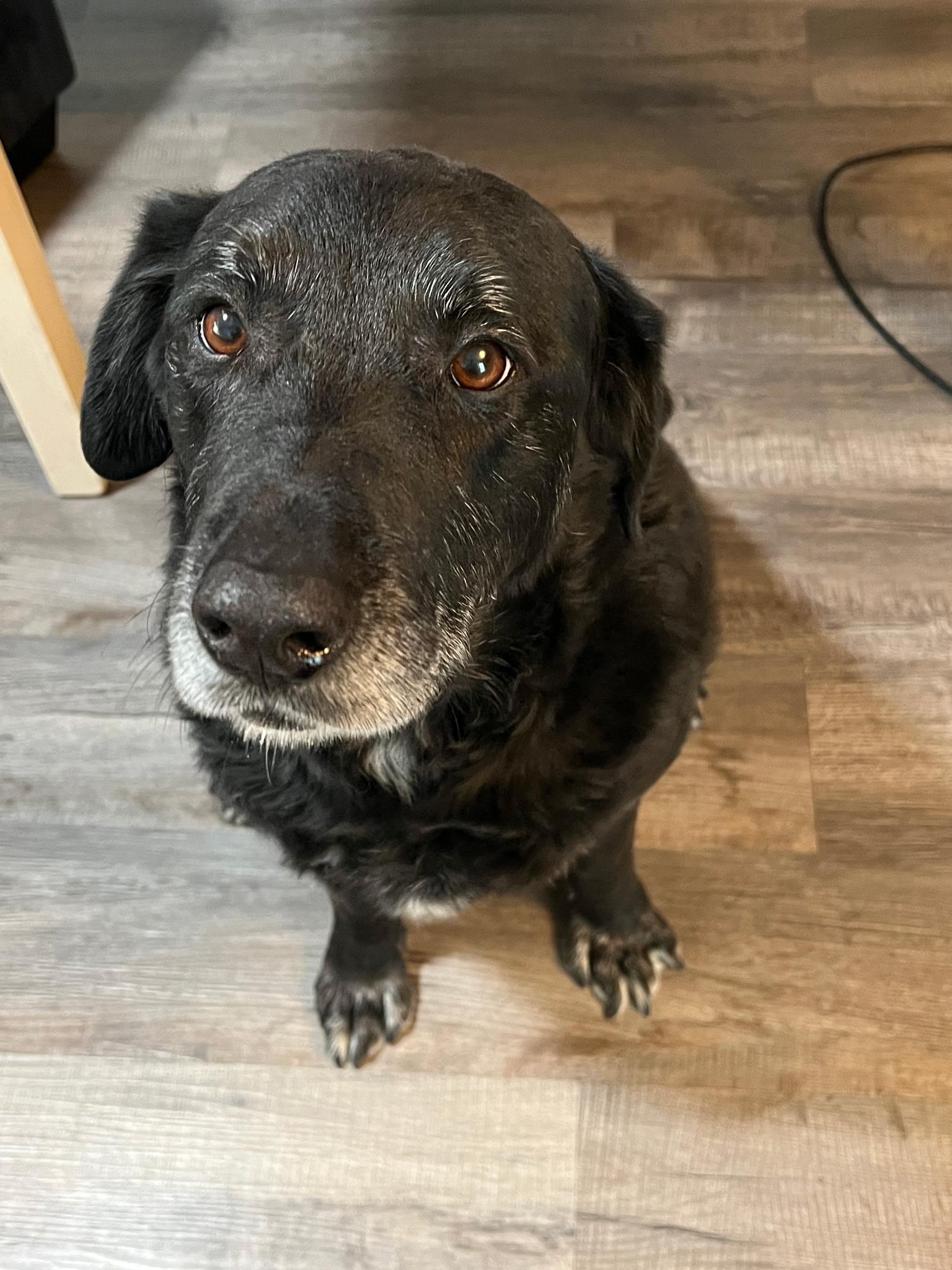 FINLEY, ADOPTABLE, Adult Male Labrador Retriever & Australian Shepherd.