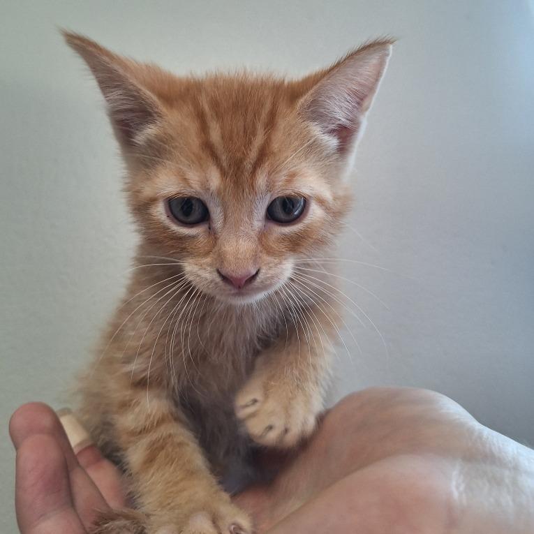 Monsoon, Adoptable, Kitten Male Domestic Short Hair.