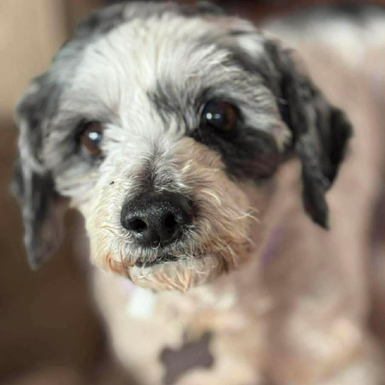 Enlarge Justina, a ADOPTABLE mixed breed in Saint Helens, OR image 3/5