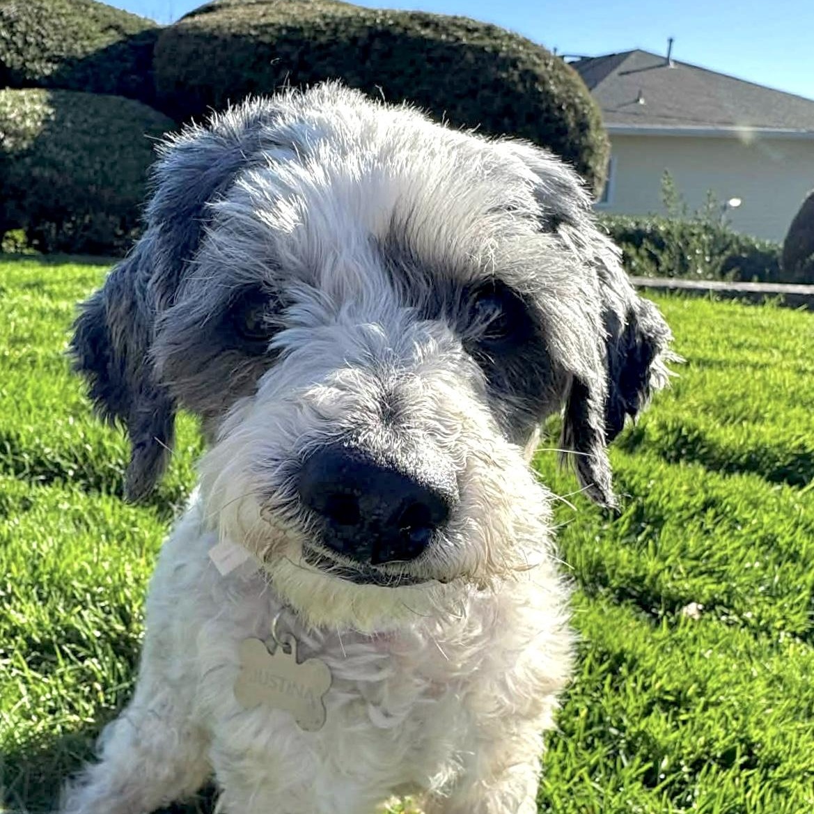 Enlarge Justina, a ADOPTABLE mixed breed in Saint Helens, OR image 4/5