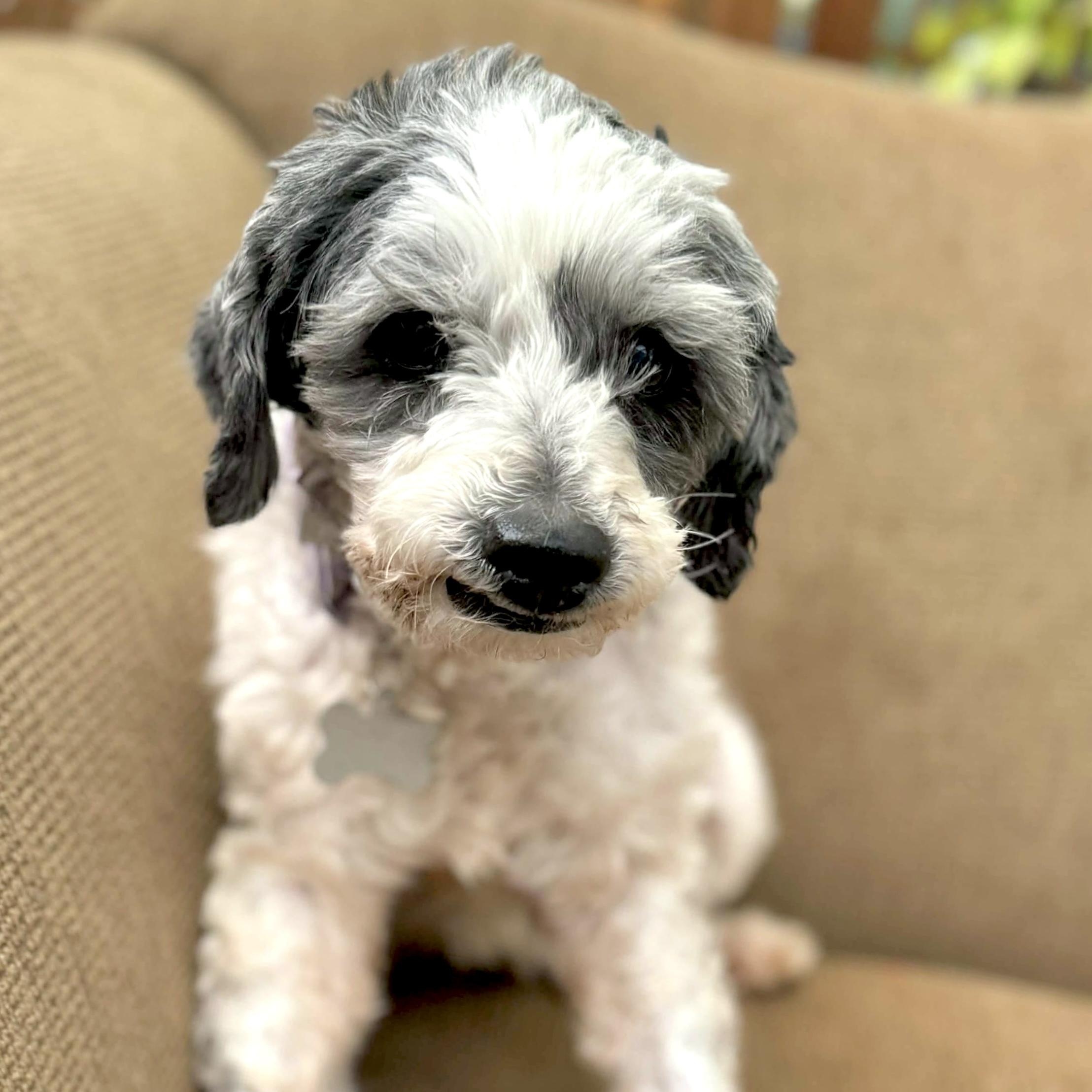 Enlarge Justina, a ADOPTABLE mixed breed in Saint Helens, OR image 2/5
