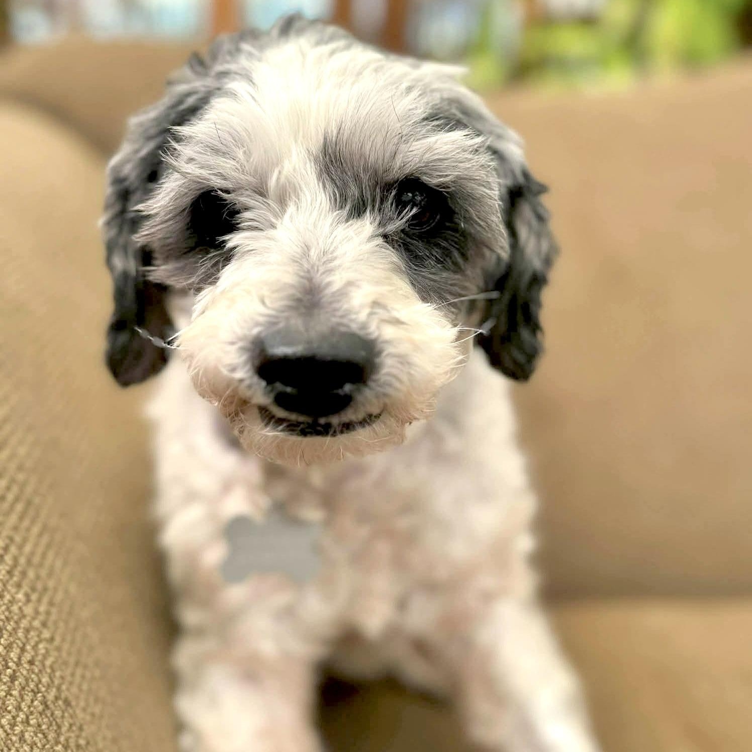 Enlarge Justina, a ADOPTABLE mixed breed in Saint Helens, OR image 1/5