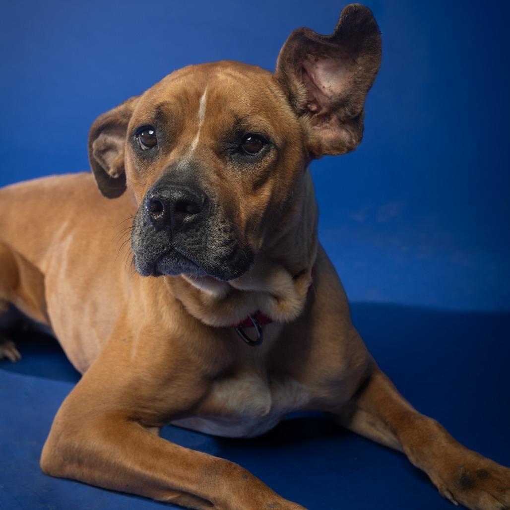 Honey Bun, Adoptable, Adult Female Mixed Breed.