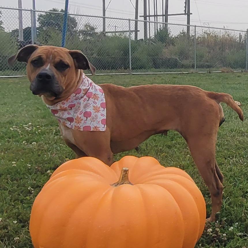 Honey Bun, a Adoptable Mixed Breed in Sparks, NV image 2/6
