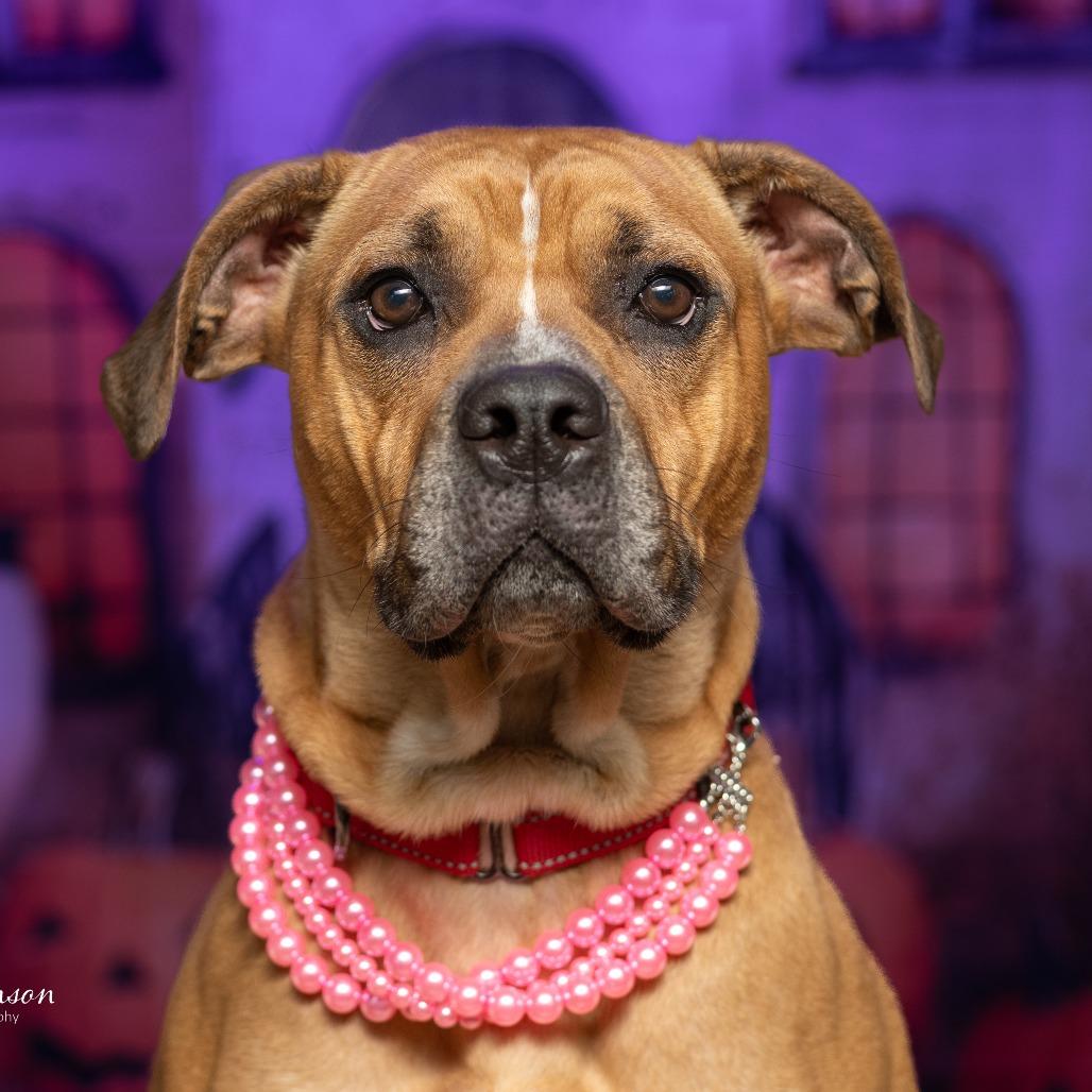 Honey Bun, a Adoptable Mixed Breed in Sparks, NV image 3/6