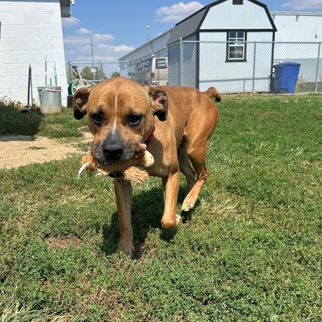 Honey Bun, a Adoptable Mixed Breed in Sparks, NV image 5/6