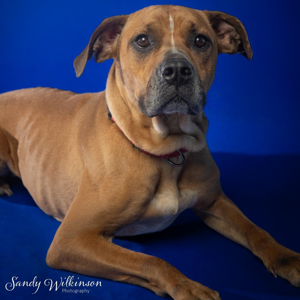 Honey Bun, a Adoptable Mixed Breed in Sparks, NV image 6/6
