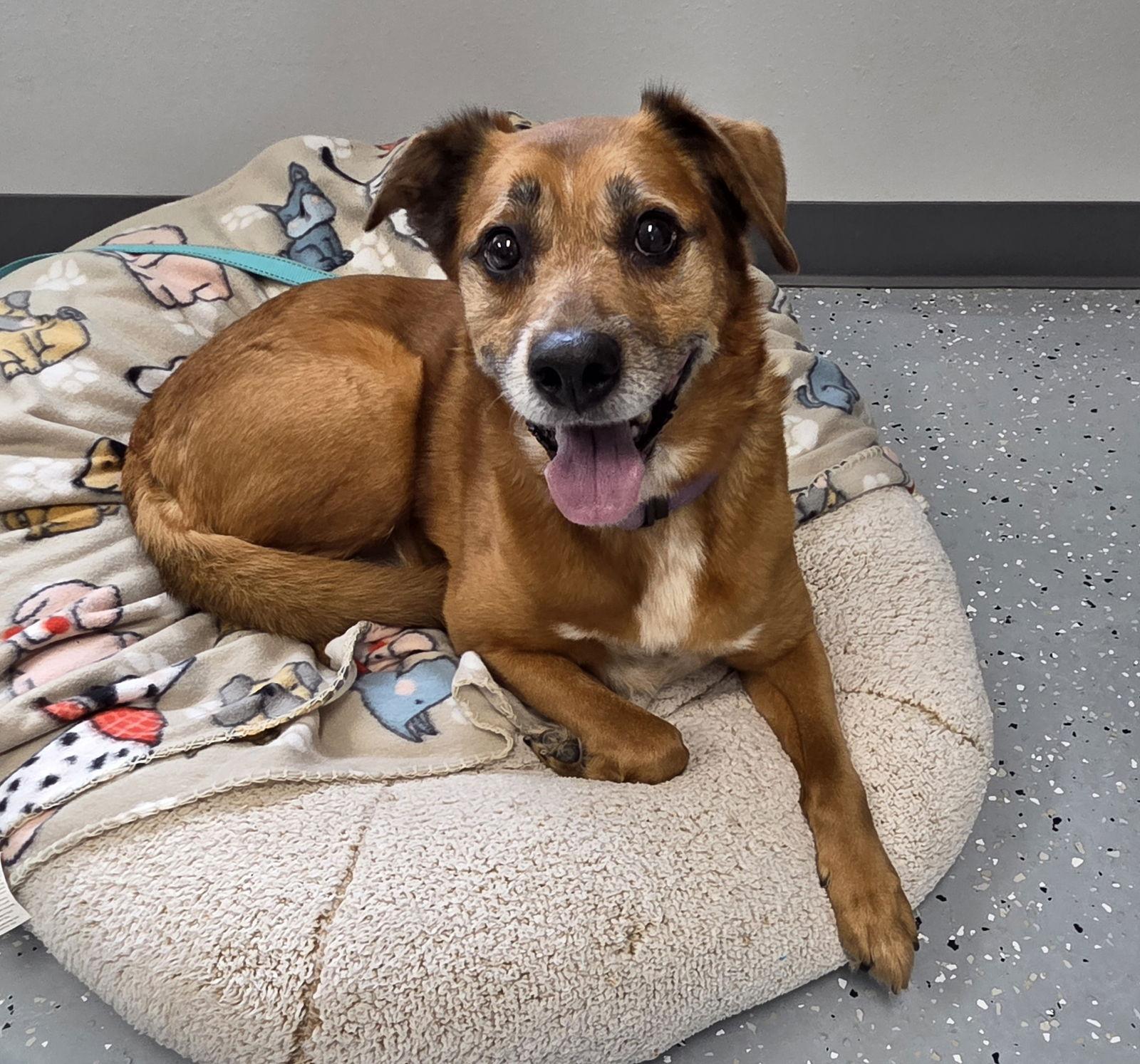 Sadie, Adopted, Senior Female Redbone Coonhound & Nova Scotia Duck Tolling Retriever.