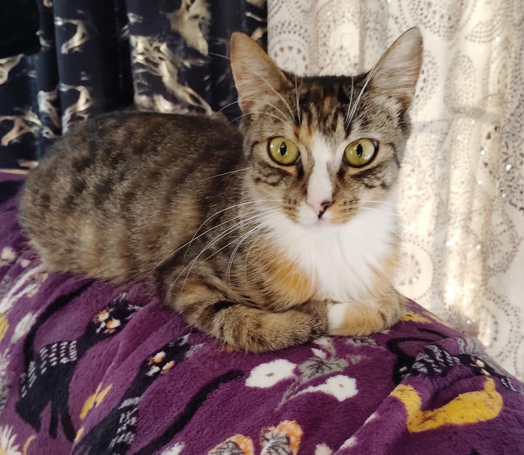 Annabelle, Adoptable, Kitten Female Domestic Short Hair.