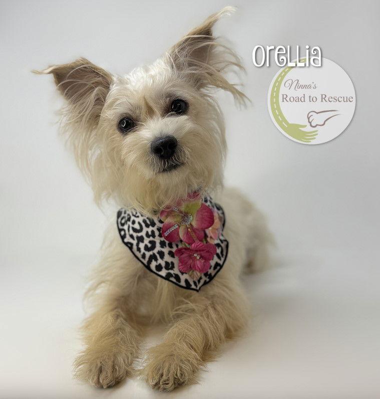 Orellia, Adoptable, Young Female Maltese & Schnauzer.