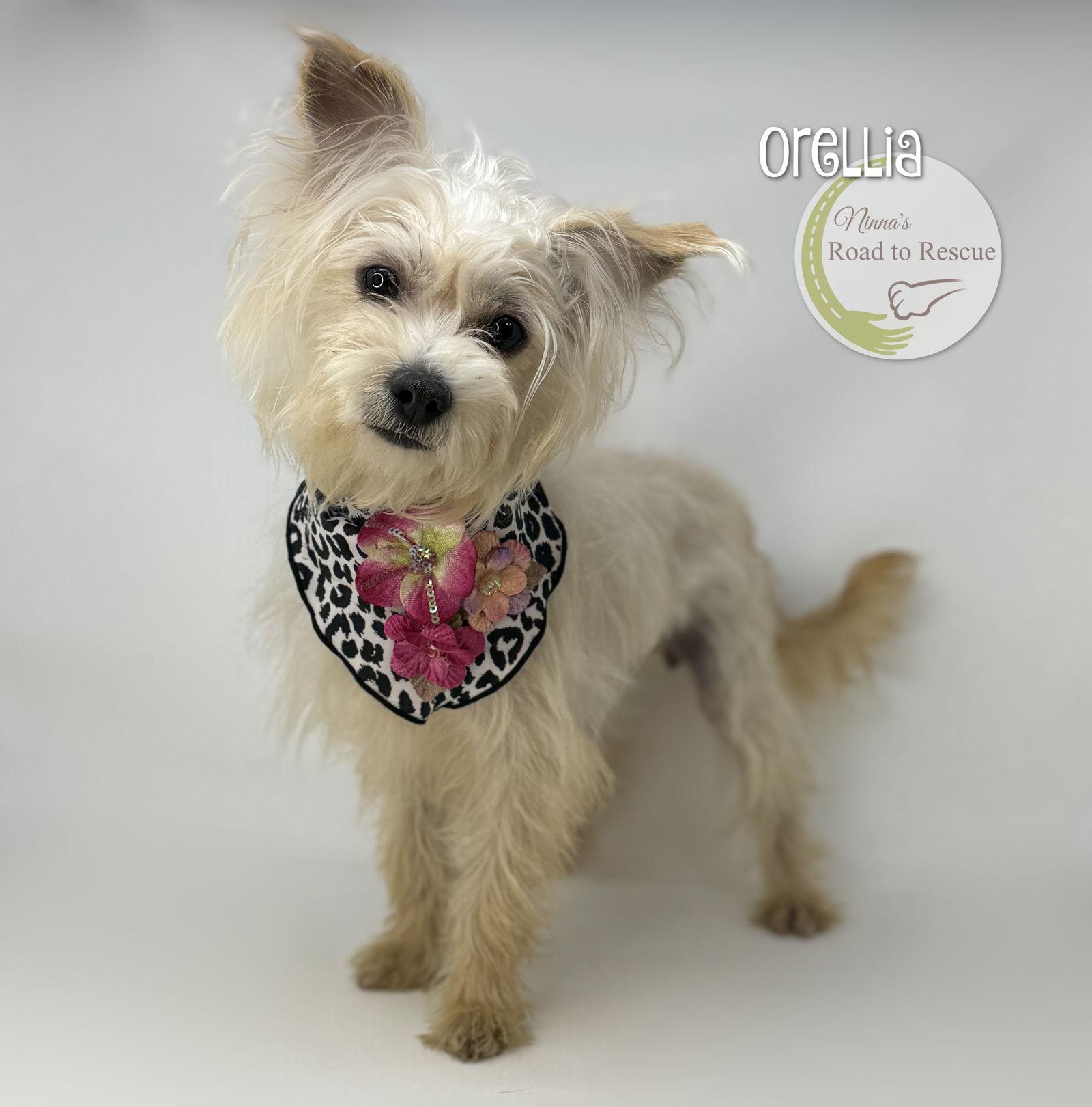 Enlarge Orellia, a Adoptable mixed breed in Benton, LA image 2/2