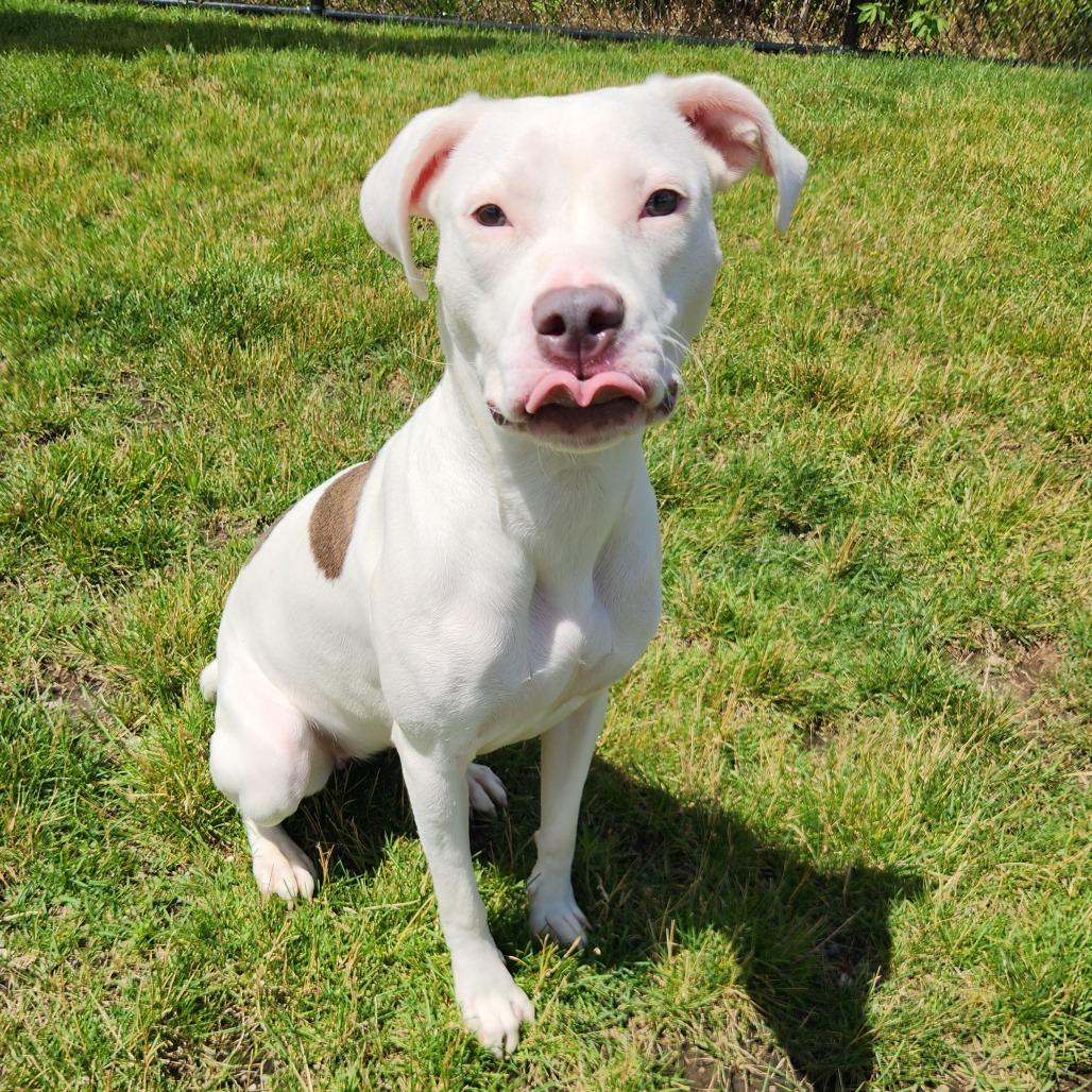 Galena, Adoptable, Young Female Pit Bull Terrier.