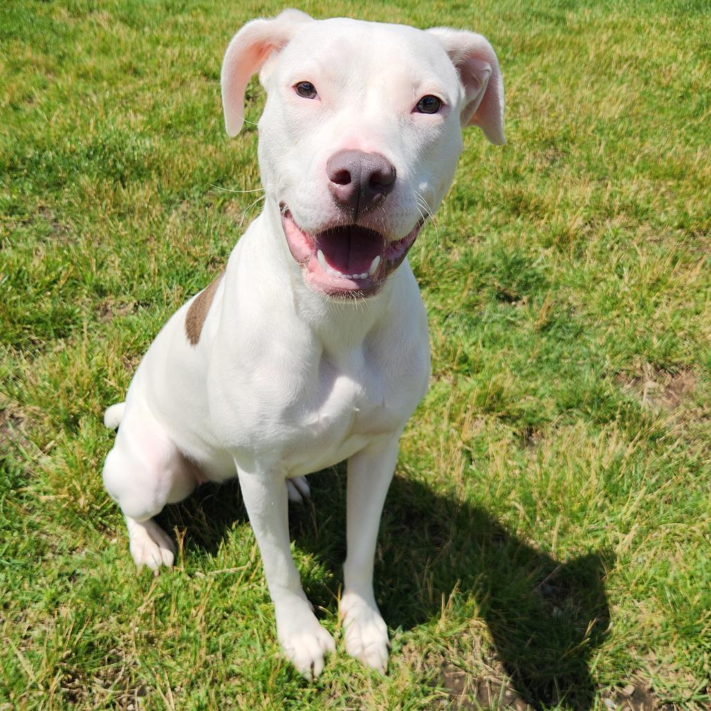 Enlarge Galena, a Adoptable Pit Bull Terrier in Fort Wayne, IN image 2/3