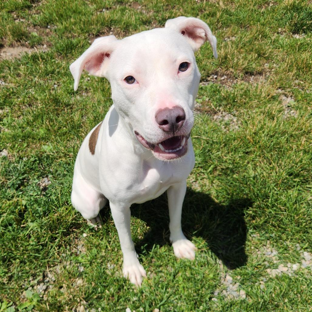 Enlarge Galena, a Adoptable Pit Bull Terrier in Fort Wayne, IN image 3/3