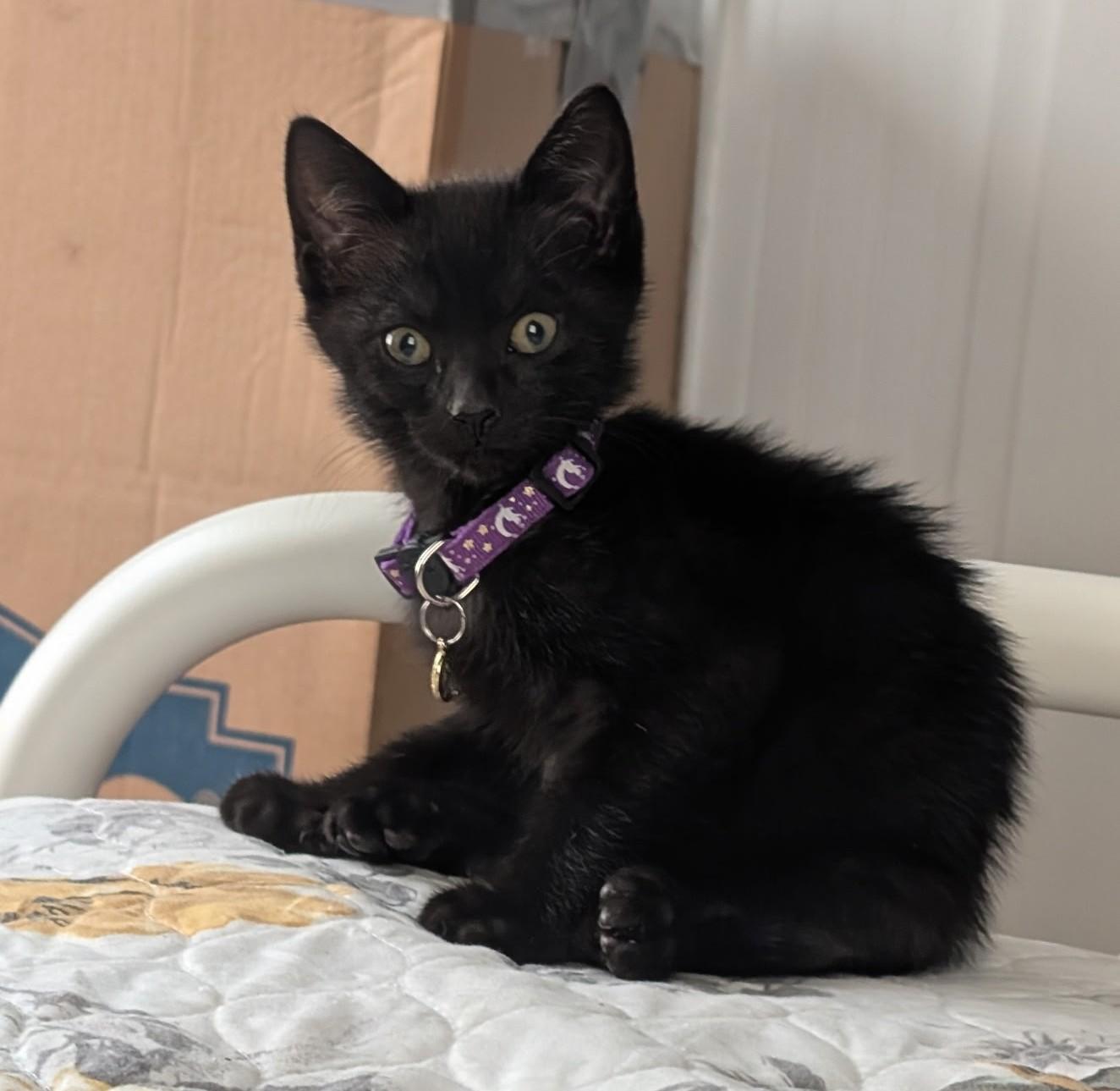 Merlin