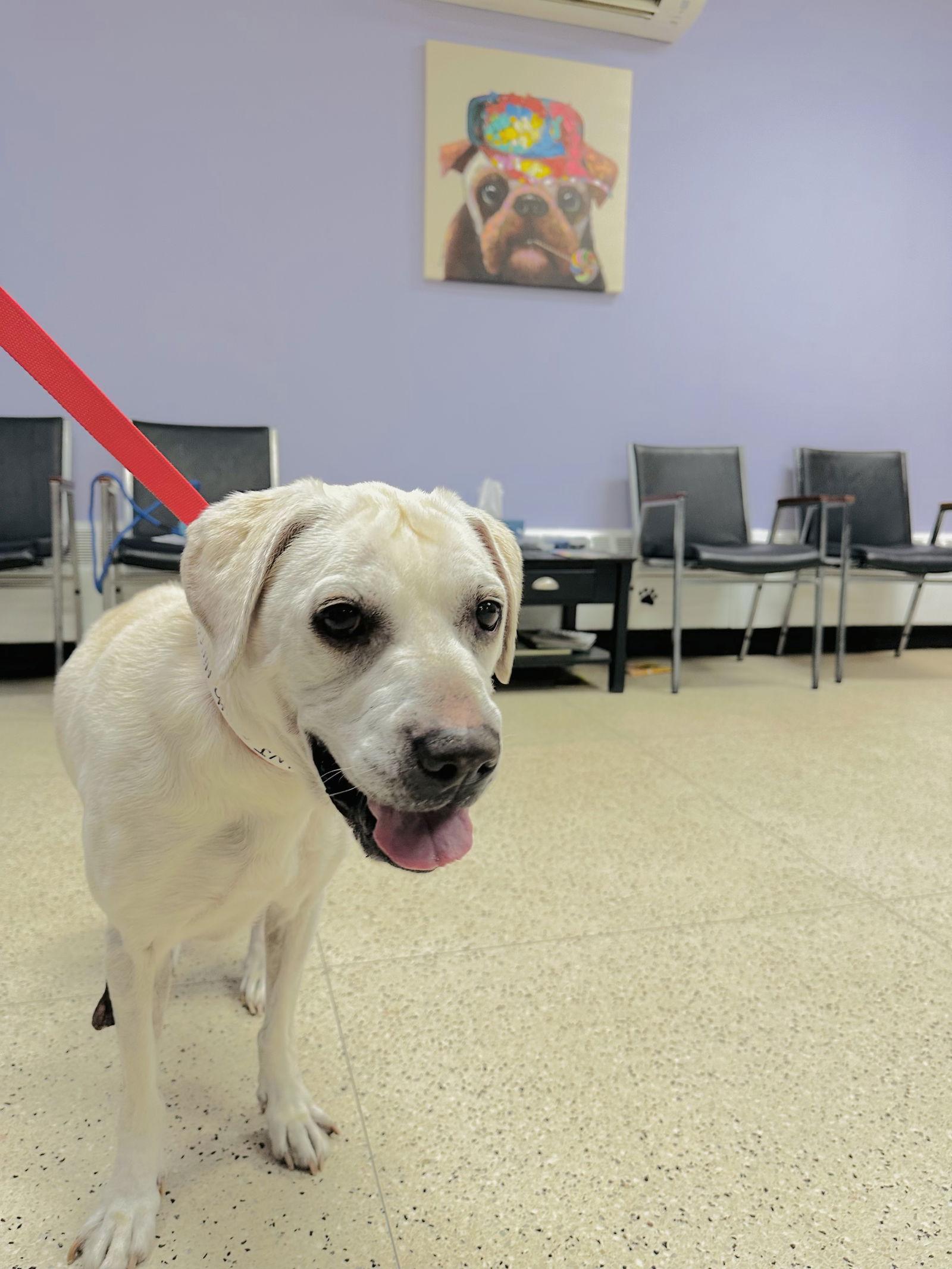 Enlarge Sammy, a Adopted Labrador Retriever in Chester, NJ image 1/2