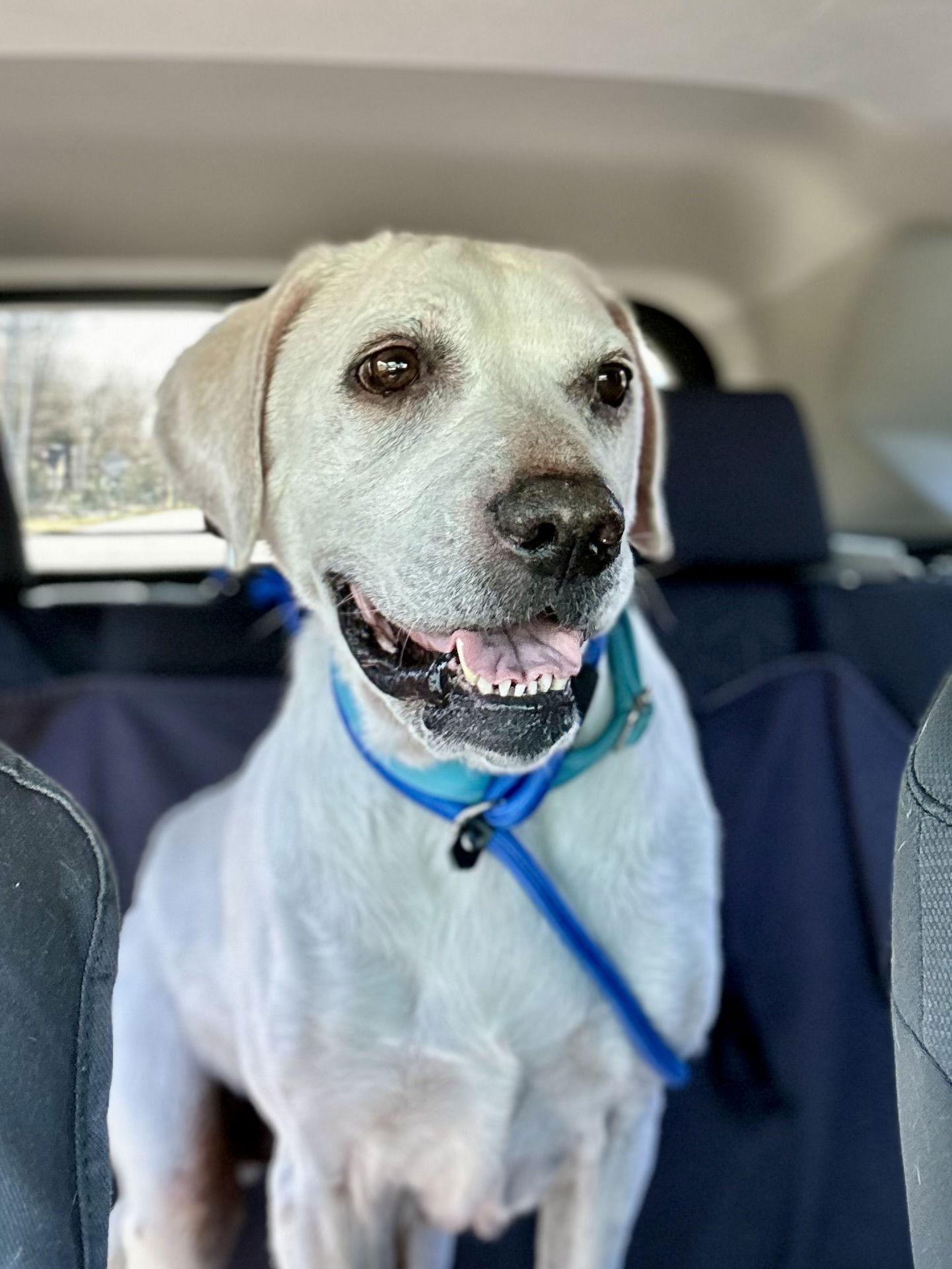 Enlarge Sammy, a Adopted Labrador Retriever in Chester, NJ image 2/2