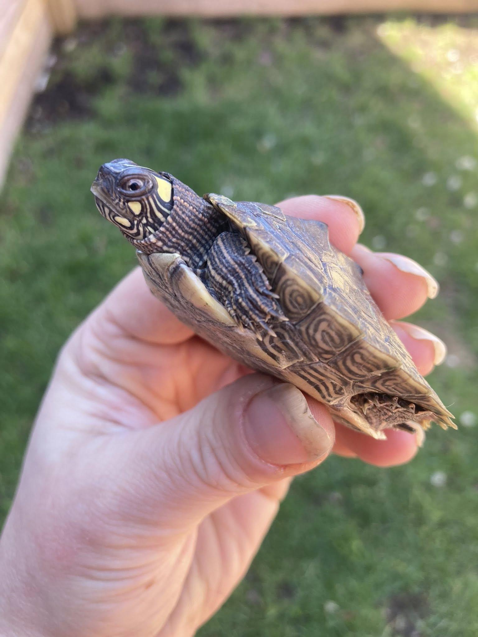 Enlarge Map Turtle, an adopted Turtle in Palmerton, PA image 1/3