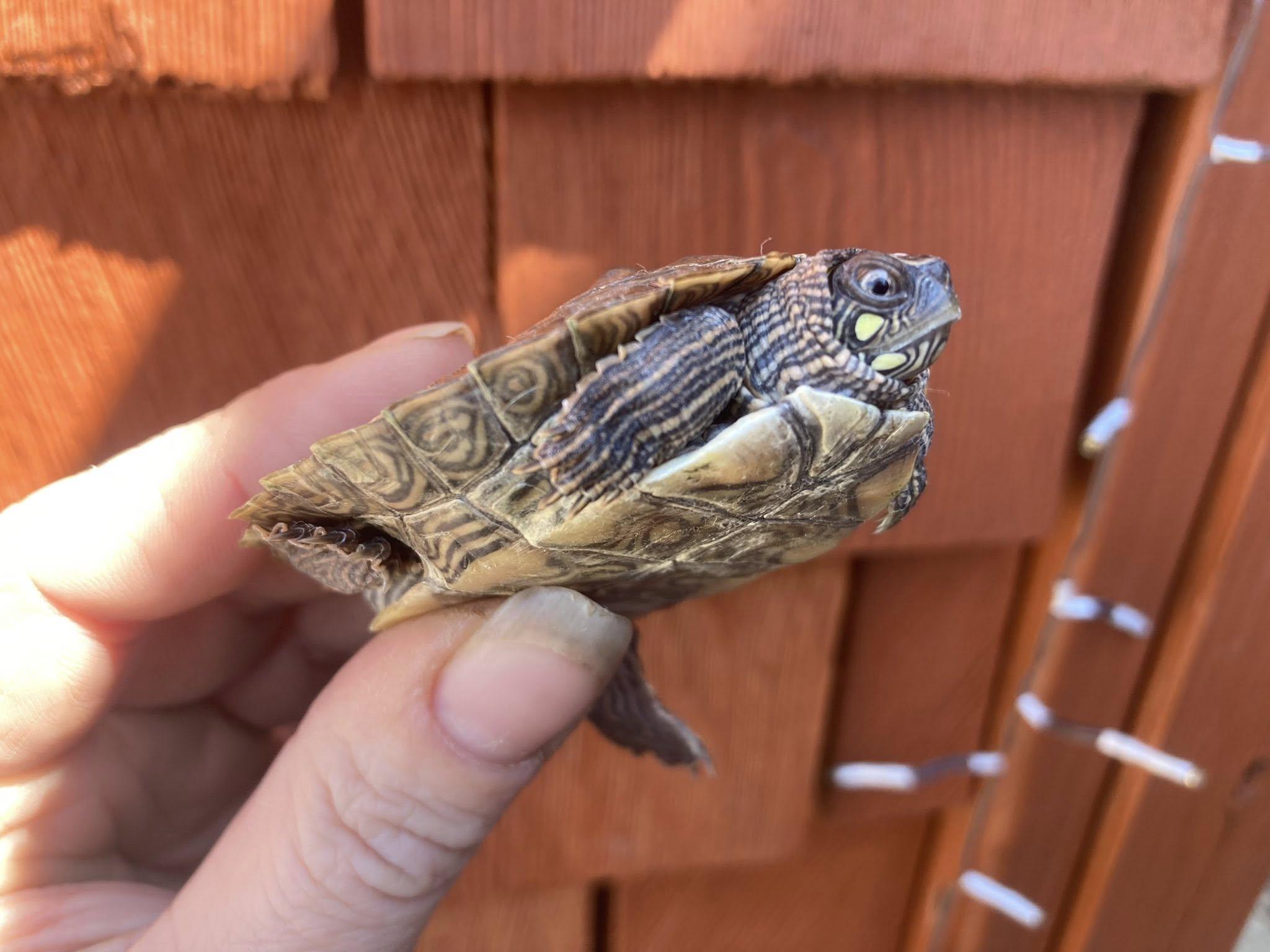 Enlarge Map Turtle, an adopted Turtle in Palmerton, PA image 2/3
